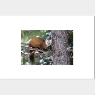 Pine Marten - Algonquin Park Posters and Art